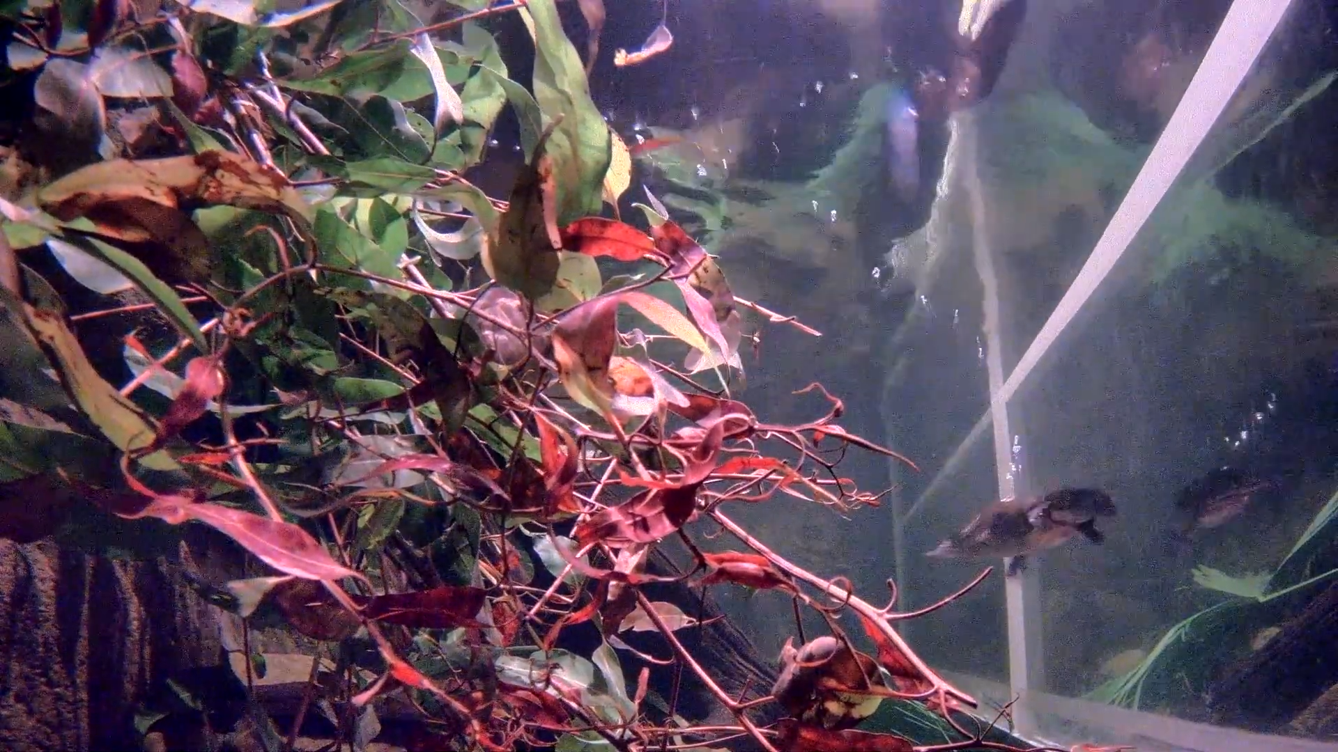 A screenshot of the Platycam from the Lone Pine Koala Sanctuary. The view is submerged, there is underwater flora in the foreground, and in the background there is a platypus swimming away from the camera.