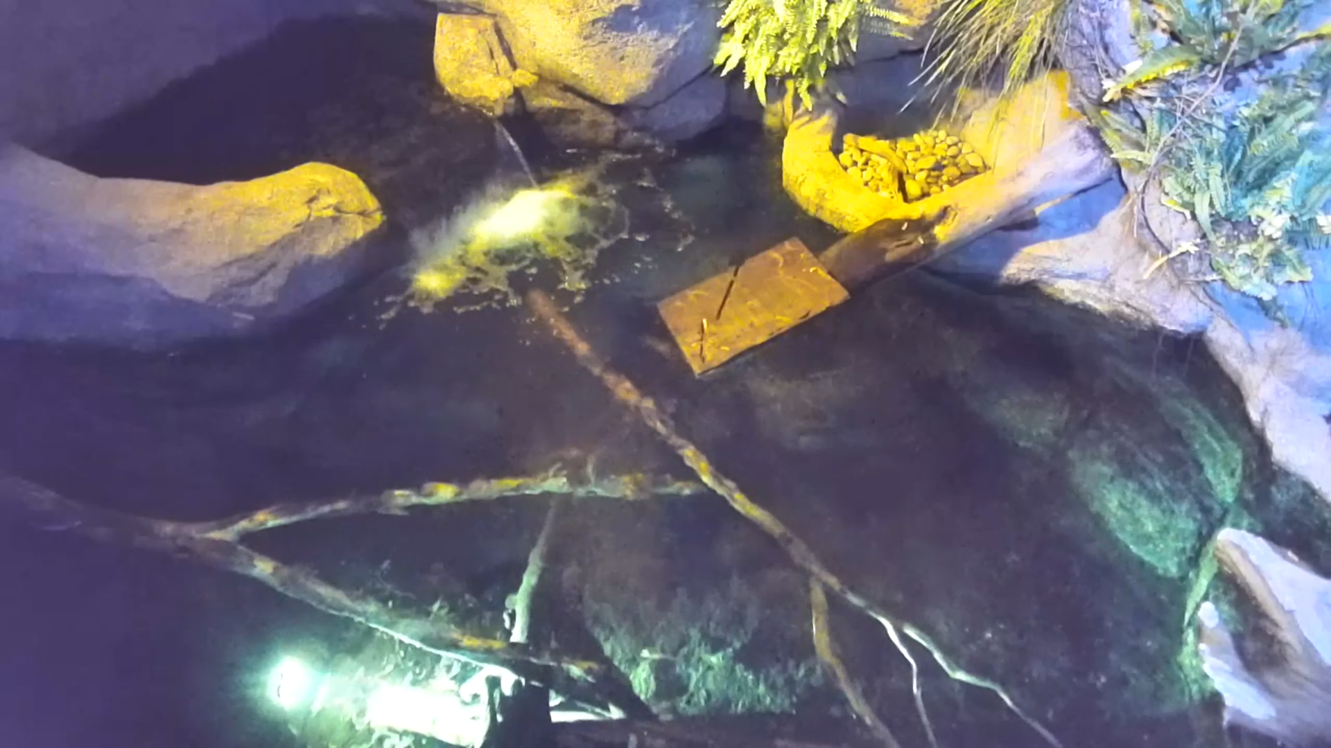 A screenshot of the Platycam from the San Diego Zoo, looking into a small body of water from above. No platypus is visible.