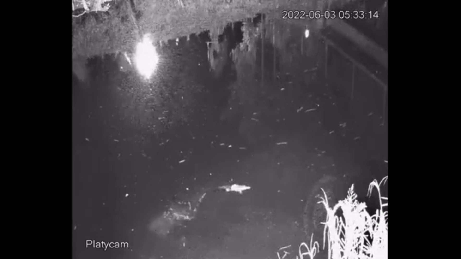 A screenshot of the Platycam on the Grange Burn in Hamilton, Victoria. The camera looks down onto a river from a high angle, showing what looks like infrared night footage In the middle of the screen there is a platypus swimming from left to right, just behind it there are pertubations in the water where the platypus just emerged from the water.