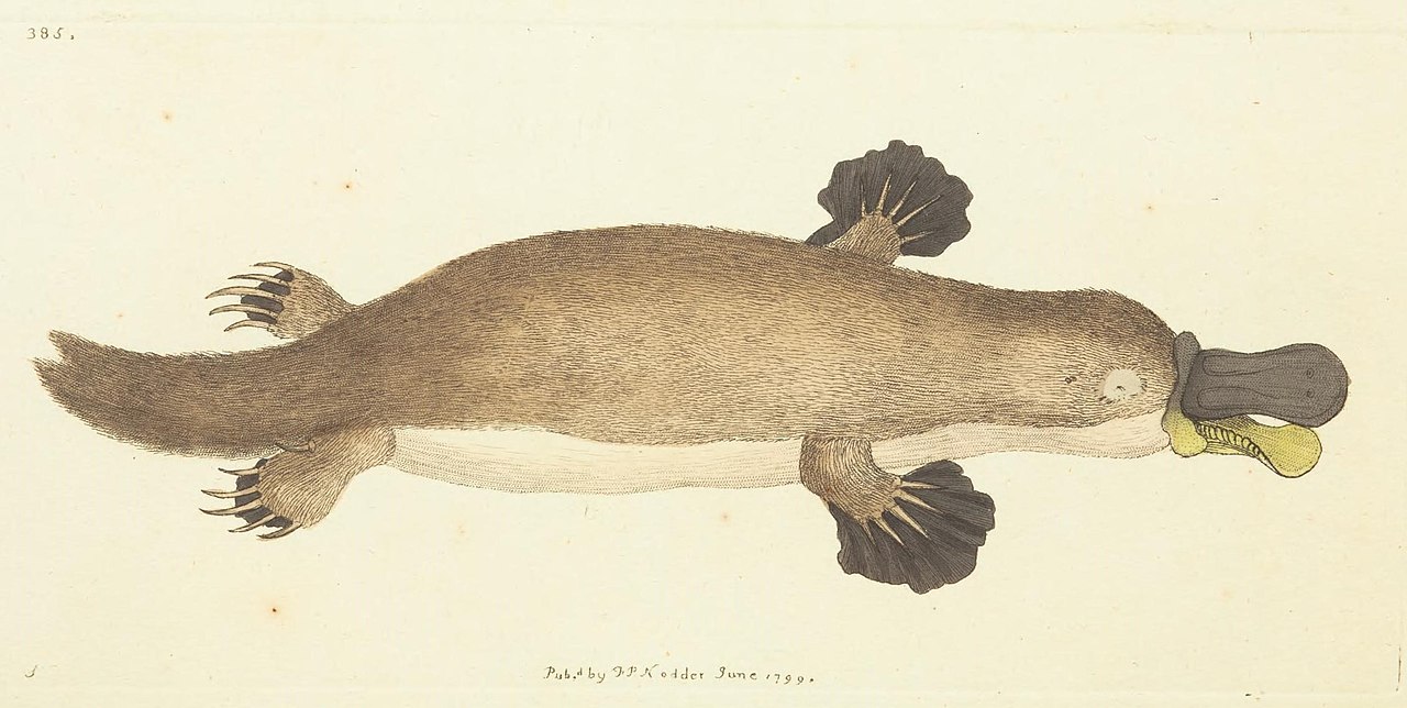 A scientific sketch of a platypus, created in 1799.